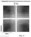 Fig. 04 - Complex-valued neural network with learnable non-linearities in medical imaging