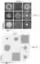 Fig. 06 - Complex-valued neural network with learnable non-linearities in medical imaging