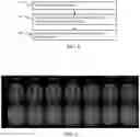 Fig. 07 - Complex-valued neural network with learnable non-linearities in medical imaging