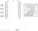 Fig. 07 - METHOD AND APPARATUS FOR RECORDING, PROCESSING, VISUALISATION AND APPLICATION OF AGRONOMICAL DATA