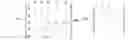 Fig. 07 - MARGIN REQUIREMENT DETERMINATION AND MODELING FOR CLEARED CREDIT