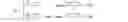 Fig. 14 - Method and terminal for displaying edge of rectangular frame