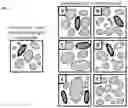 Fig. 06 - Method for comparative visualization of image analysis features of tissue