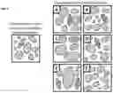 Fig. 07 - Method for comparative visualization of image analysis features of tissue