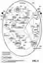 Fig. 12 - DIAGNOSITIC AND TREATMETNT TOOL AND METHOD FOR ELECTRONIC RECORDING AND INDEXING PATIENT ENCOUNTERS FOR ALLOWING INSTANT SEARCH OF PATIENT HISTORY