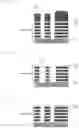 Fig. 03 - Plasma processing method and plasma ashing apparatus