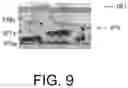 Fig. 16 - Carbon-controlled ohmic contact layer for backside ohmic contact on a silicon carbide power semiconductor device