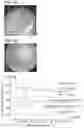 Fig. 05 - Solution-processed solid-state electrolyte and method of manufacture thereof