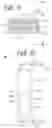 Fig. 47 - Structure, antenna, wireless communication module, and wireless communication device