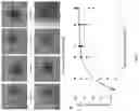 Fig. 03 - Devices and methods for clearing and molecular labeling of intact tissues