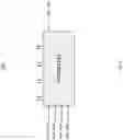 Fig. 03 - Electric generating system with an interleaved DC-DC converter