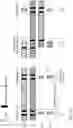 Fig. 07 - Adaptive multiplexing and transmit/receive diversity