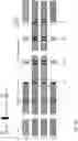 Fig. 08 - Adaptive multiplexing and transmit/receive diversity