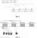 Fig. 04 - Method and device for providing indication of physical resource used for random access, and storage medium