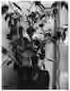 Fig. 01 - Aristotelia Plant Named 'VB1'
