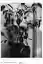 Fig. 02 - Aristotelia Plant Named 'VB1'