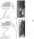 Fig. 02 - Compositions and methods for identifying and selecting brachytic locus in solanaceae