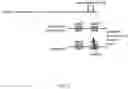 Fig. 03 - Compositions and methods for identifying and selecting brachytic locus in solanaceae