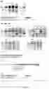 Fig. 10 - Swine Comprising Modified CD163 and Associated Methods