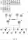 Fig. 11 - Swine Comprising Modified CD163 and Associated Methods