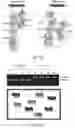 Fig. 13 - Swine Comprising Modified CD163 and Associated Methods