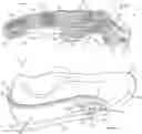 Fig. 01 - Adjustable foot support systems including fluid-filled bladder chambers