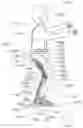 Fig. 01 - Wearable sitting posture assisting device