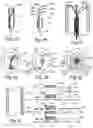Fig. 02 - CONTROLLED SYMPATHECTOMY AND MICRO-ABLATION SYSTEMS AND METHODS