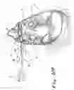 Fig. 20 - APPARATUS AND METHODS FOR PERFORMING MINIMALLY-INVASIVE SURGICAL PROCEDURES
