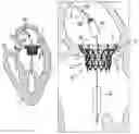 Fig. 01 - Prosthetic valve with separably-deployable valve body and tissue anchors