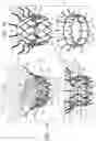 Fig. 02 - Prosthetic valve with separably-deployable valve body and tissue anchors