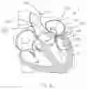 Fig. 03 - Treatment catheter member with encircling function