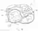 Fig. 21 - Treatment catheter member with encircling function