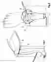Fig. 05 - KNEE ERGONOMIC DEVICE FOR RESOLVING THE VERTICAL LOADS