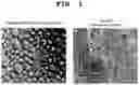 Fig. 02 - Cosmetic base compositions and associated cosmetic compositions