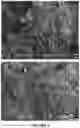 Fig. 03 - Solid dosage form