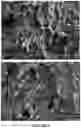 Fig. 06 - Solid dosage form