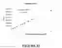Fig. 37 - Solid dosage form