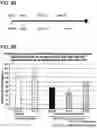Fig. 15 - Methods of delivering a neuroprotective polypeptide to the central nervous system