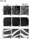 Fig. 24 - Methods of delivering a neuroprotective polypeptide to the central nervous system