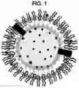 Fig. 02 - EXOSOME-BASED NANOPARTICLE COMPOSITE AND METHOD FOR PREPARING THE SAME