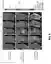 Fig. 08 - EXOSOME-BASED NANOPARTICLE COMPOSITE AND METHOD FOR PREPARING THE SAME