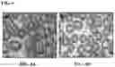 Fig. 05 - POLYMERIC NANOPARTICLES COMPRISING SALINOMYCIN