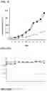 Fig. 16 - POLYMERIC NANOPARTICLES COMPRISING SALINOMYCIN