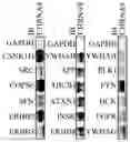 Fig. 01 - BUPROPION AND PHARMACEUTICAL COMPOSITION FOR TREATING CANCER AND METHOD FOR INHIBITING MIGRATION OF TUMOR CELLS