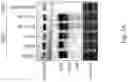 Fig. 05 - BUPROPION AND PHARMACEUTICAL COMPOSITION FOR TREATING CANCER AND METHOD FOR INHIBITING MIGRATION OF TUMOR CELLS