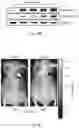 Fig. 10 - BUPROPION AND PHARMACEUTICAL COMPOSITION FOR TREATING CANCER AND METHOD FOR INHIBITING MIGRATION OF TUMOR CELLS