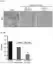 Fig. 24 - Methods For Treating Cancer