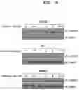 Fig. 02 - PHARMACEUTICAL COMPOSITION FOR INDUCING EXERCISE MIMETIC EFFECT