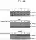 Fig. 03 - PHARMACEUTICAL COMPOSITION FOR INDUCING EXERCISE MIMETIC EFFECT